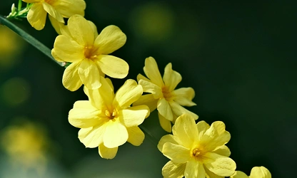 Italian Jasmine flowers-gallery-19