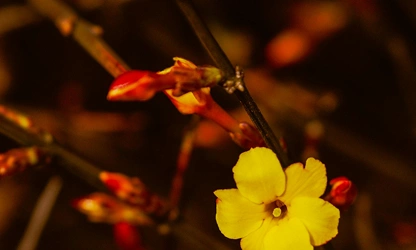 Italian Jasmine flowers-gallery-2