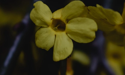 Italian Jasmine flowers-gallery-3