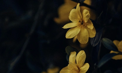Italian Jasmine flowers-gallery-4