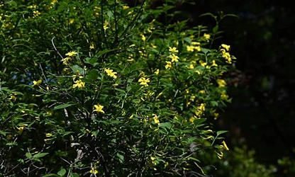 Italian Jasmine flowers-gallery-5