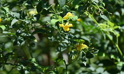 Italian Jasmine flowers-gallery-6