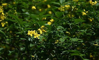 Italian Jasmine flowers-gallery-7