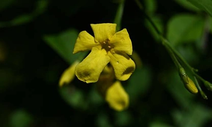 Italian Jasmine flowers-gallery-8