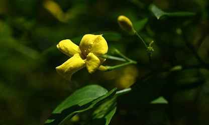 Italian Jasmine flowers-gallery-9
