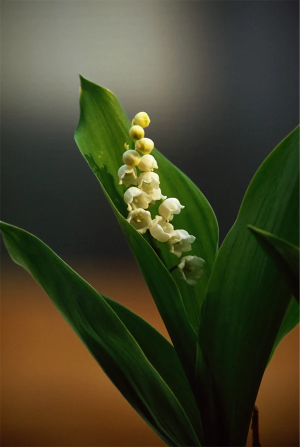 Ivory Lily of the Valley