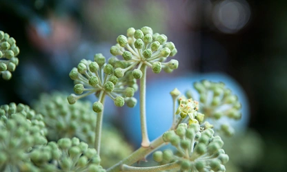 Ivy(Flowering) flowers-gallery-1