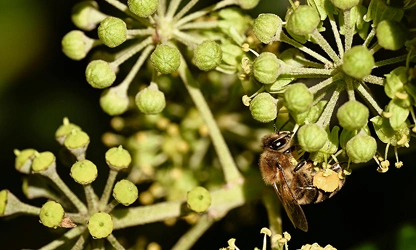 Ivy(Flowering) flowers-gallery-10