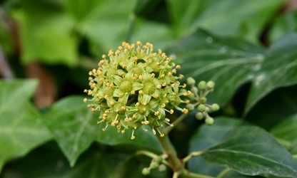 Ivy(Flowering) flowers-gallery-11