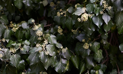 Ivy(Flowering) flowers-gallery-12