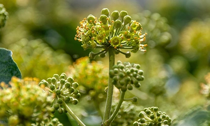 Ivy(Flowering) flowers-gallery-2