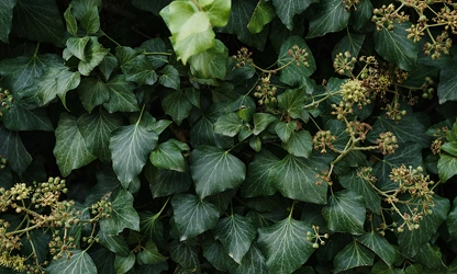 Ivy(Flowering) flowers-gallery-3