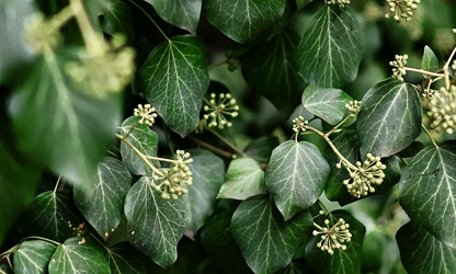Ivy(Flowering) flowers-gallery-4