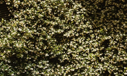Ivy(Flowering) flowers-gallery-5