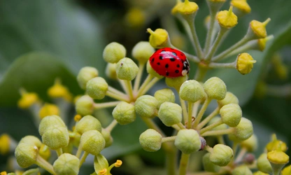 Ivy(Flowering) flowers-gallery-6