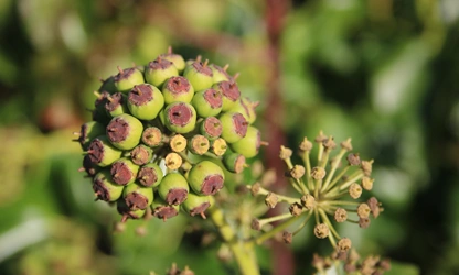 Ivy(Flowering) flowers-gallery-7