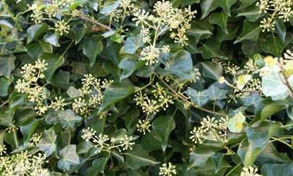 Ivy(Flowering) flowers-gallery-8