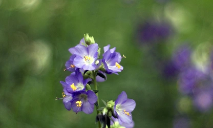 Jacob’s Ladder flowers-gallery-1