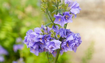 Jacob’s Ladder flowers-gallery-10