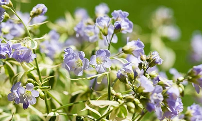 Jacob’s Ladder flowers-gallery-11