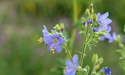 Jacob’s Ladder flowers-gallery-12