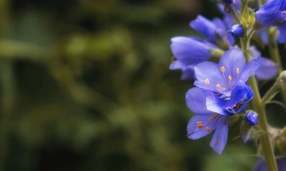 Jacob’s Ladder flowers-gallery-13