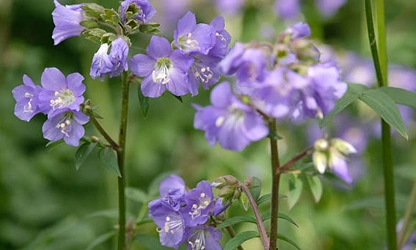Jacob’s Ladder flowers-gallery-14