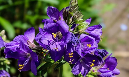 Jacob’s Ladder flowers-gallery-15