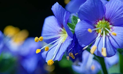 Jacob’s Ladder flowers-gallery-16