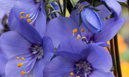 Jacob’s Ladder flowers-gallery-17