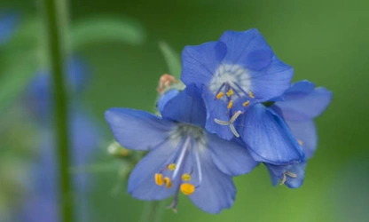 Jacob’s Ladder flowers-gallery-18