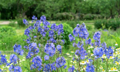 Jacob’s Ladder flowers-gallery-19