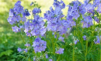 Jacob’s Ladder flowers-gallery-2