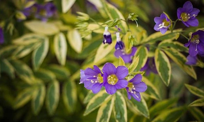 Jacob’s Ladder flowers-gallery-3