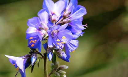 Jacob’s Ladder flowers-gallery-4