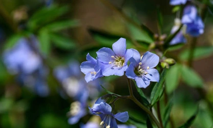 Jacob’s Ladder flowers-gallery-5