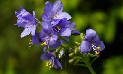Jacob’s Ladder flowers-gallery-6