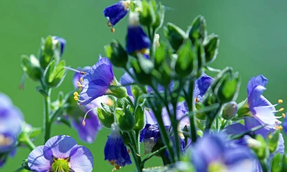 Jacob’s Ladder flowers-gallery-7
