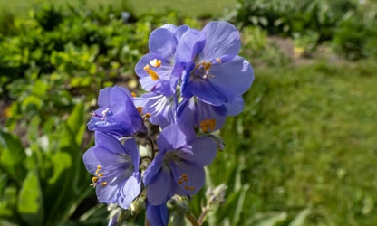Jacob’s Ladder flowers-gallery-8