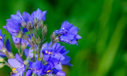 Jacob’s Ladder flowers-gallery-9