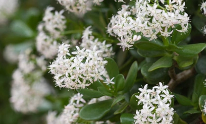 Jade Plant (Flowering) flowers-gallery-1