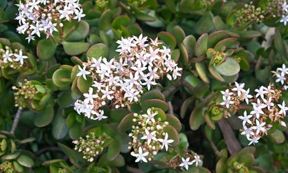 Jade Plant (Flowering) flowers-gallery-10