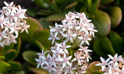 Jade Plant (Flowering) flowers-gallery-11