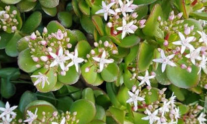 Jade Plant (Flowering) flowers-gallery-12
