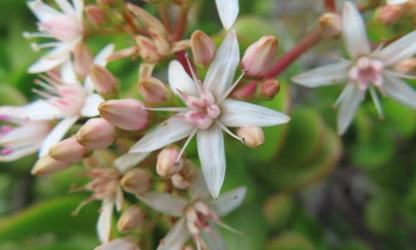 Jade Plant (Flowering) flowers-gallery-13