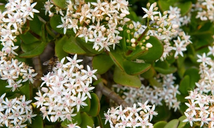 Jade Plant (Flowering) flowers-gallery-14