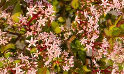 Jade Plant (Flowering) flowers-gallery-15