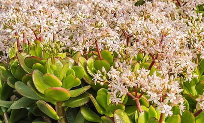 Jade Plant (Flowering) flowers-gallery-16