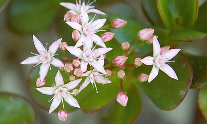 Jade Plant (Flowering) flowers-gallery-17