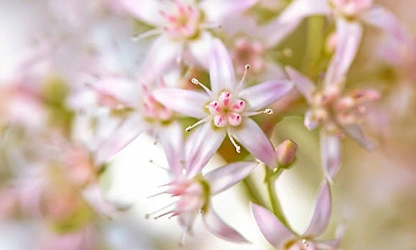 Jade Plant (Flowering) flowers-gallery-18